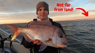 You don't have to go far to catch a feed!! (SNAPPER FISHING IN CLOSE)