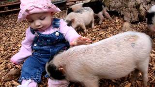 Gloriella and Miniature Pot Belly Pigs at North Georgia Zoo/ Paradise Valley Farms