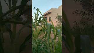 बाजरा #farmarvlog #trending #kisanvlog #shortvideo #shortfilm #khetivlog #viralshort #villagelife