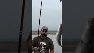 Rawal Dam Live Catch Singhara Catfish