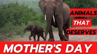 Animals that Deserve a Mother's Day