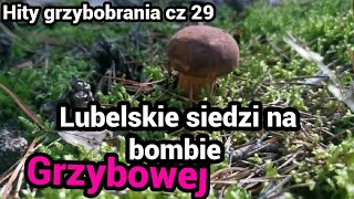 Grzybobranie - Lubelskie lasy siedzą na bombie. Prawdziwki Borowiki Grzyby