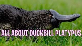 Duckbill Platypus Fun Facts: Everything You Need To Know About Platypus | Tiggio's Animal Facts