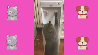 🤣 Best Funny Cute 🐶 Dogs and 😻 Cats - Awesome Funny Pet Animals Videos 😇