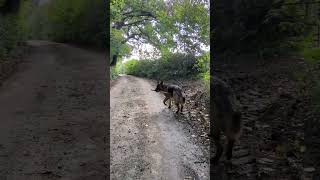 Back to school dog walks with Milly in the Devon countryside