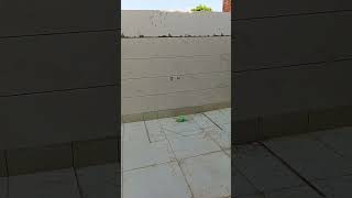 wall tile 12/24 short video #shortvideo #viralvideo #bathroom