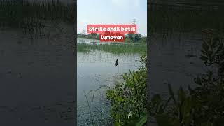 strike anak betik bikin ketawa#short#angler amatiran