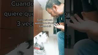 Mi perro quiere pollo todos los días...cree que yo soy Elon Musk.