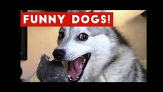 Funny Dogs