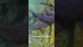 Feeding sharks🦈