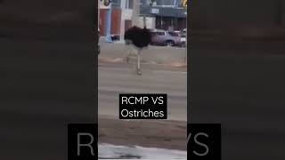 20 Ostriches escape. Canadian Mounties take 6 hours catching them in Taber, Alberta.