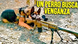 PERRO FRANCOTIRADOR ES ENTRENADO PARA SER LET4L Y BUSCA VENGANZA POR SU DUEÑO | Resumen en 10 Minuto