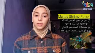 🔥سلسله عالم البحااار⛵⛵ ⬅️ الحلقه الثانيه من  سلسله عالم البحار عن الجمبرى الملاكم أو Mantis shrimp