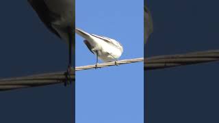 Трясогузка белая. ( Motacilla alba).