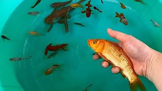 Fish Carp Goldfish Perch Guppy Guppies - Cute baby animals Videos