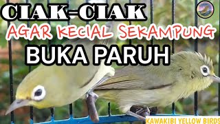 Ciak Kecial kuning siap lomba