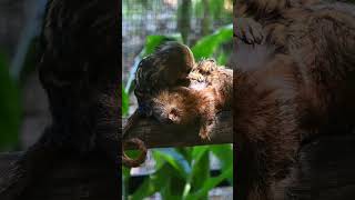 Pygmy Marmoset Grooming