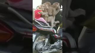 Mudik yuk guys 😂😂😂😂😂😂😂😂😂😂😘#Monkey