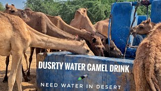 مجموعة من الإبل يبلغ عددها 2 ألف عند بئر مكسورة لشرب الماء العسر Need water in desert🙏