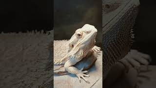 Adorable Bearded Dragon!