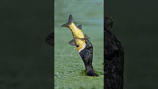 আস্ত মাছ গিলে খেলো পানকৌড়ি পাখি - Cormorant eating fish #shorts #strangerthings #birds