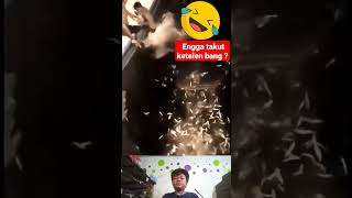 viral berenang bersama hiu tutul #viral  #tiktok #shorts