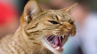 Billi Ki Awaaz | Cat Sound | Cat Voice