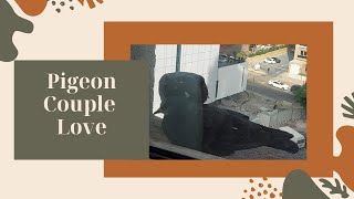 Cute Pigeon couple Love || Pigeon kissing || Making love || 🕊