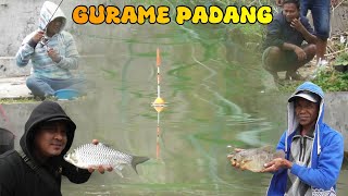 MANCING BORONGAN GURAME,NILA,NILEM DAN TAWES 1,8 JUTA