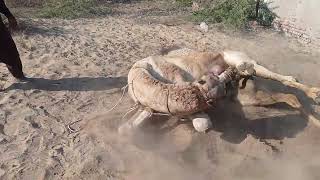 How to tame  a camel