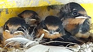 Barn Swallow Nest Hatch Day+16 | LIVE STREAM NEST CAM 22 AUG 2024 (ツバメ ライブ)