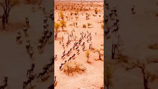 Serengeti National Park in Tanzania, Africa