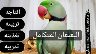 تربيه بغبغان الدره الامريكي وكيفيه انتاجه وخطوات تفريخه بكل سهوله وكل ما يخصه