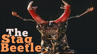 The Strange Life of the Stag Beetle: Nature’s Mighty Antlered Bug