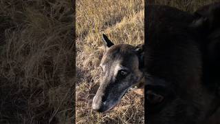 Human remains search on the Missouri. #belgianmalinoisdog #searchdog #workingdog