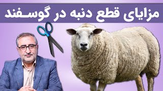 مزایای قطع دنبه در گوسفند