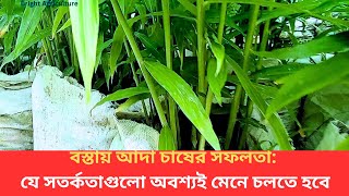 বস্তায় আদা চাষের সফলতা: যে সতর্কতাগুলো অবশ্যই মেনে চলতে হবে | বস্তায় আদা চাষ