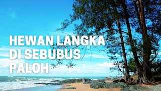 Berwisata Sambil Menjaga Kelestarian Beragam Hewan Langka