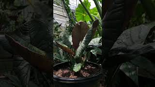 Alocasia reginae thriving with the perfect watering routine!  🌿#alocasia