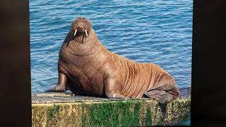 Wally The Walrus At Tenby Lifeboat Station