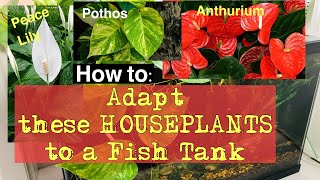 How to Adapt Peace Lily, Pothos, and Anthurium to Grow in a Fish Tank