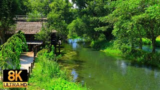 【日本の原風景8K】『大王わさび農場』の散策：Walk around "Daio Wasabi Farm"