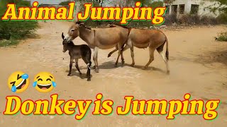 Donkey is jumping in Tharparker || Donkey jumping 🤣 || funny video 🤣#donkey #funny #nature #donkeys