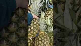 Is this Pineapple Ripe?