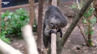 Trio of saki monkeys arrive at London Zoo