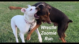 168. Doberman & Pitbull's Wrestle,Run & Zoomie 09/30/2024 #doberman #pitbull