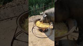 Piggy vs Spaghetti