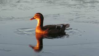 Mallard duck on thin ice of frozen canal.