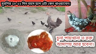 মুরগির রক্ত আমাশয় এবং চুনা পায়খানা হলে কি করনীয়।#মুরগির_খামার#মুরগি_পালন_পদ্ধতি