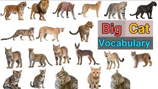 Big Cats Vocabulary I 20 Big Cats Name In English With Picture I Cats Family Members Name #ytvideo #